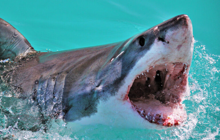 Scared Shark Should You Be Scared of Sharks?