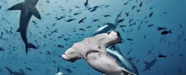 Hammerhead Sharks