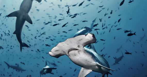 Hammerhead Sharks