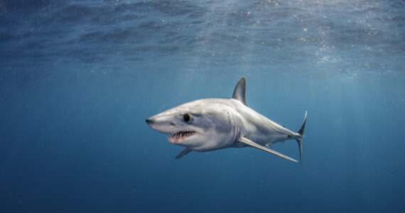 short fin mako shark swimming