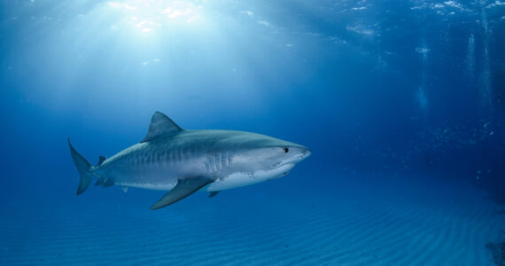 a tiger shark swimming underwater