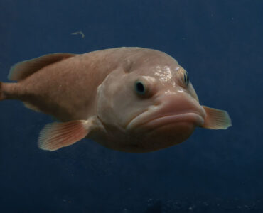 blobfish