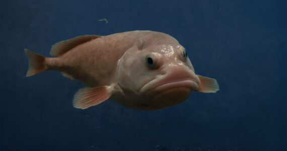 blobfish