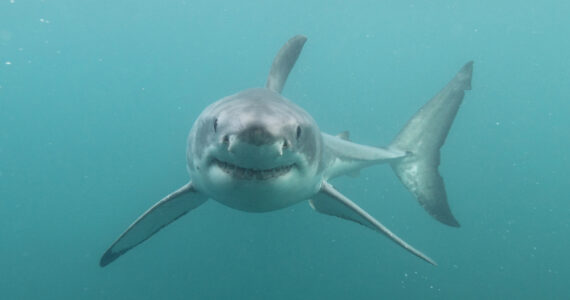 Great White Shark