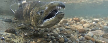 a chinook salmon underwater