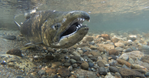 a chinook salmon underwater