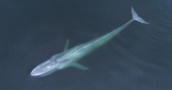 a blue whale swimming beneath the surface of the water