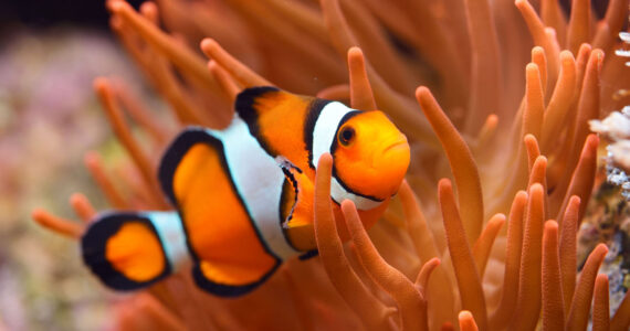 Amphiprion Ocellaris Clownfish