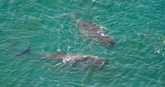 bowhead whales swimming in the ocean