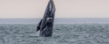 a gray whale breaching out of the water