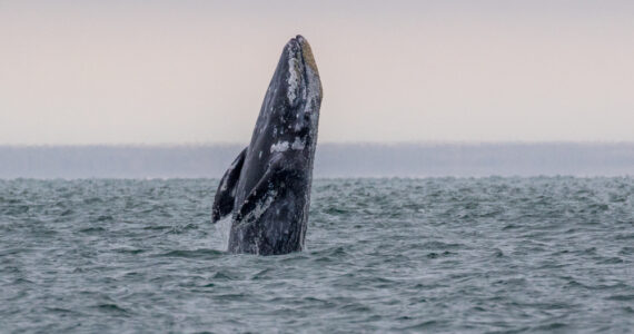 a gray whale breaching out of the water