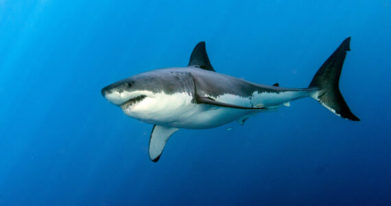 Great White Shark
