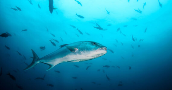 Greater amberjack