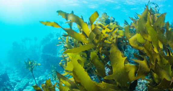 Green Seaweed