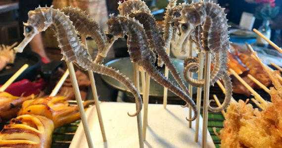 Grilled seahorse