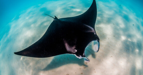 a mata ray swimming underwater