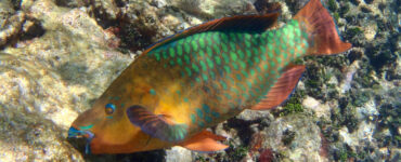 Parrotfish eating