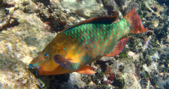 Parrotfish eating