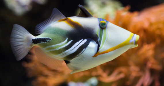 Picasso triggerfish