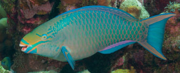 Queen parrotfish
