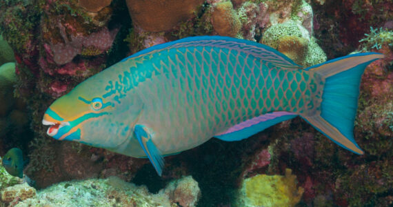 Queen parrotfish