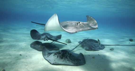 a group of stingrays swimming underwater