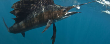 Sailfish