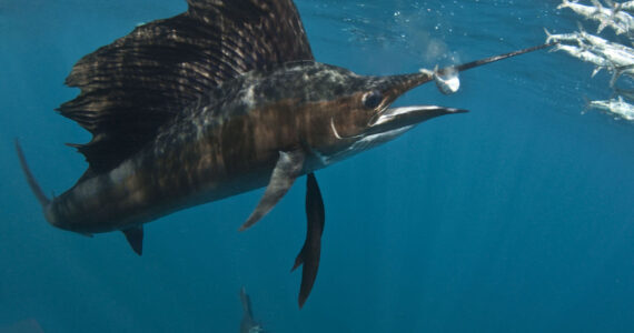 Sailfish