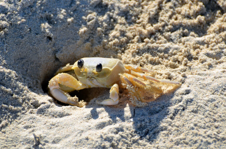 Can You Eat Sand Crabs and How Does It Taste?