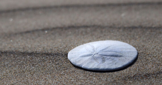 Sand dollar on beach