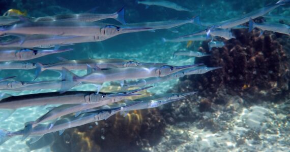 a school of needlefish swimming underwater
