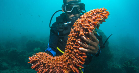 Scuba diver holding up a sea cucumber
