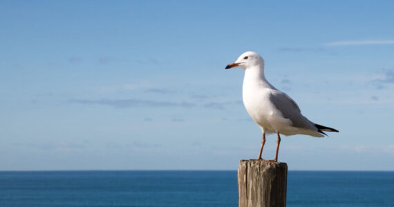 Seagull standing on a wooden post