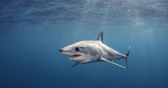 Short fin mako shark swimming