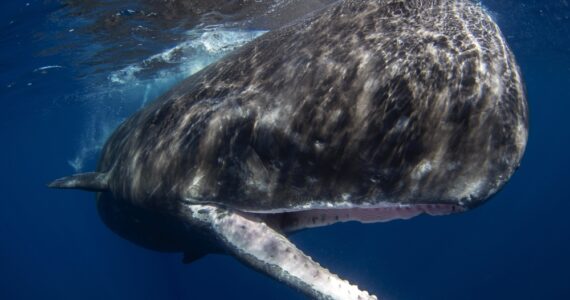 Sperm whale in Indian ocean