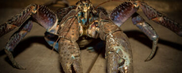 The coconut crab