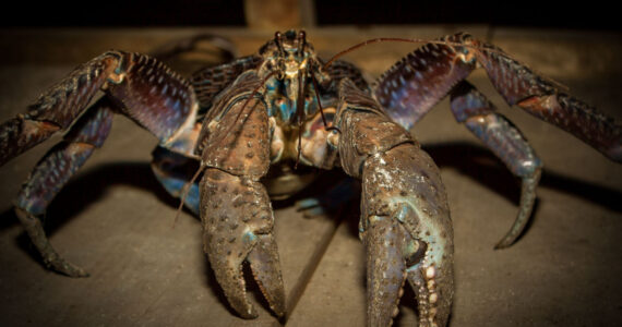 The coconut crab