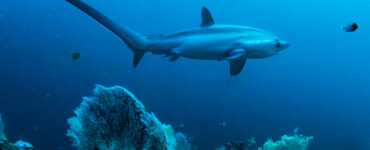 Pelagic Thresher Shark