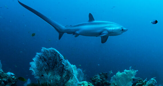 Pelagic Thresher Shark
