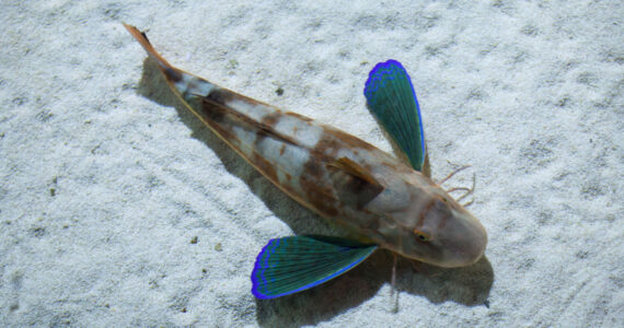 Tub gurnard (Chelidonichthys lucerna), also known as the sea robin.