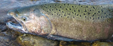 Wild chinook Salmon in Idaho