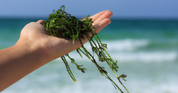 a handful of fresh seaweed