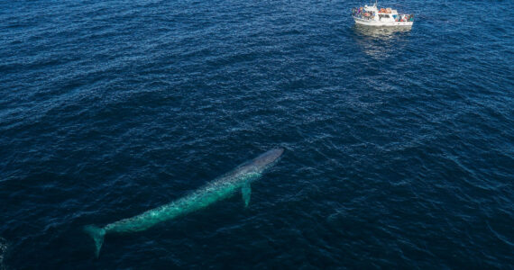 a large blue whale swims next to a boat