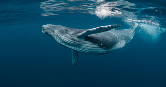 A Baby Humpback Whale Plays Near the Surface in Blue Water