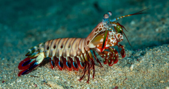 clown mantis shrimp