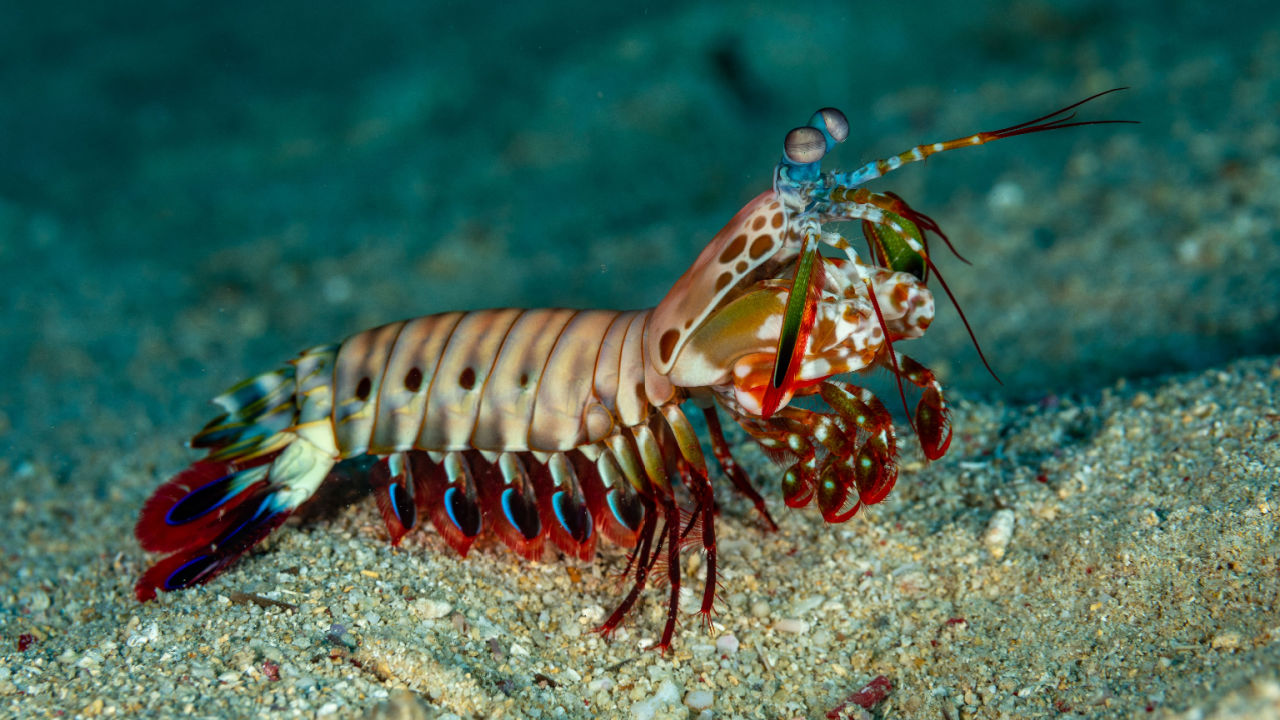 Mantis Shrimp Mantis Shrimp