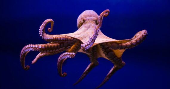 common octopus