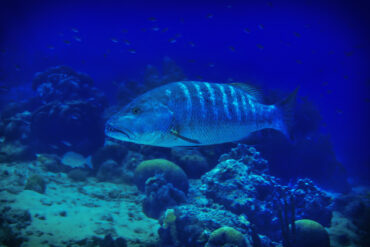 Different Types of Snapper