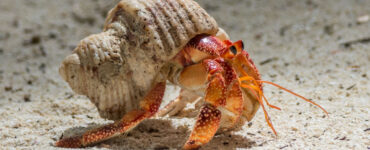 a hermit crab