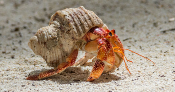 a hermit crab